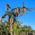 Smrek obyčajný (Picea abies) ´INVERSA PENDULA´, výška: 175-200 cm, kont. C70L
